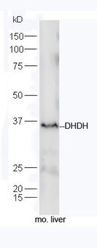 DHDH Polyclonal Antibody