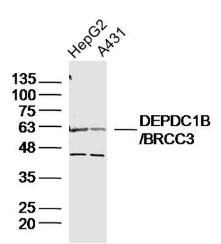DEPDC1B/BRCC3 Polyclonal Antibody