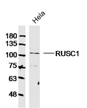 RUSC1 Polyclonal Antibody