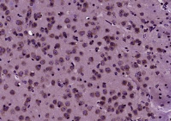 GOLGA7 Polyclonal Antibody