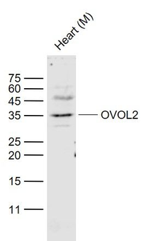 OVOL2 Polyclonal Antibody
