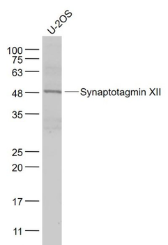 Synaptotagmin XII Polyclonal Antibody