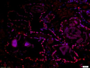 Dmrta1 Polyclonal Antibody