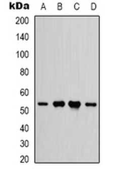 Anti-IFNGR1 Antibody