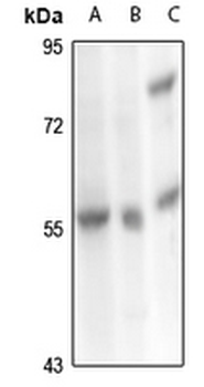 Carboxypeptidase M Antibody