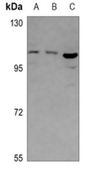 ABCF1 Antibody