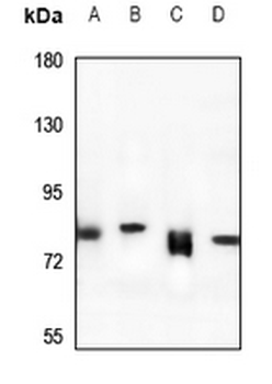 Rabenosyn 5 Antibody