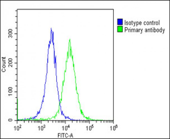 CX3CL1 Antibody (Center)