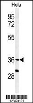 SUMF1 Antibody (C-Term)