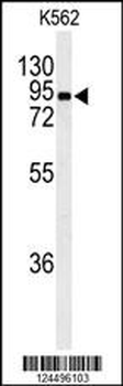 EFHC2 Antibody (N-term)