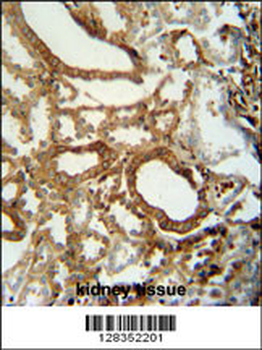 INSC Antibody (C-term)
