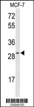 HES6 Antibody (N-term)