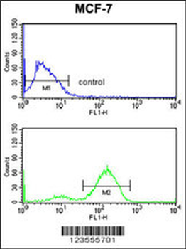 JUP Antibody (C-term)