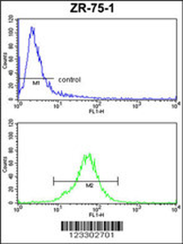 COQ3 Antibody (Center)