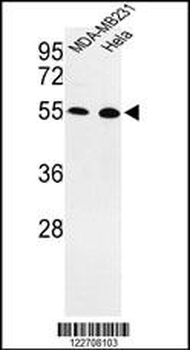 EGLN2 Antibody (Center)