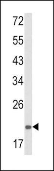 PSMA7 Antibody (Center)
