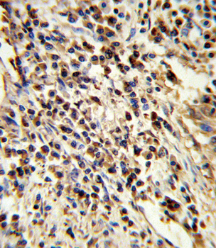 PSMA7 Antibody (Center)