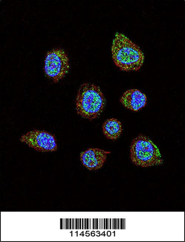HIF1Alpha Antibody (C-term)