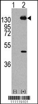 PDGFRA Antibody (Y768)