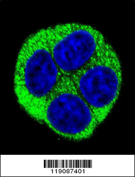 NQO1 Antibody (Center)