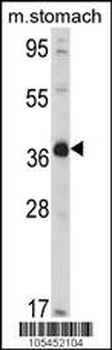 NAGK Antibody (C-term)