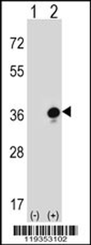 GZMB Antibody (C-term)