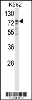 P450R Antibody (Center)