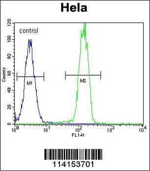 PARP1 Antibody (N-term)