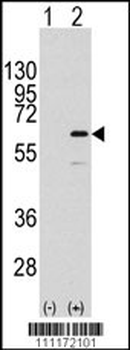 ELK1 Antibody (S383)