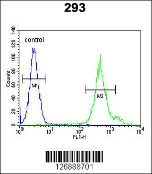 KLC3 Antibody (Center)