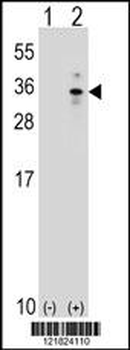 XBP1 Antibody (Center)