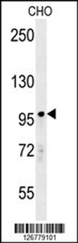 PARP8 Antibody (Center)