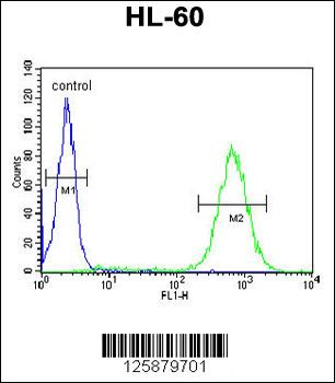 BHLHB5 Antibody (Center)