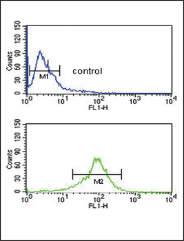 GOT1 Antibody (C-term)