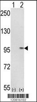 IMMT Antibody (C-term)