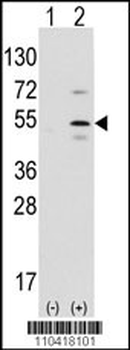 Ptf1a Antibody (N-term)