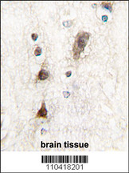 Ptf1a Antibody (N-term)