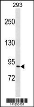 NCBP1 Antibody (C-term)