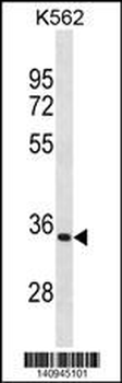 PRTN3 Antibody(C-term)