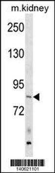 ARHGEF16 Antibody (N-term)