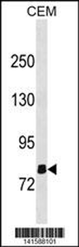 OLFML2B Antibody(N-term)