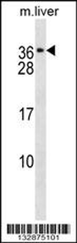 CACNG1 Antibody (C-term)