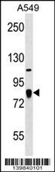 FGD3 Antibody (C-term)