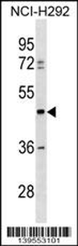 TULP3 Antibody (C-term)