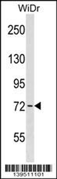 Mouse Wee1 Antibody (Center)