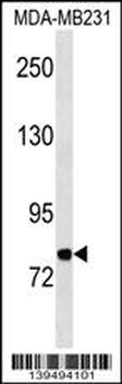 MFI2 Antibody (C-term)