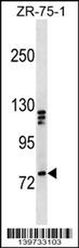 KIF3A Antibody (C-term)