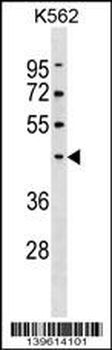 PELI1 Antibody (Center)