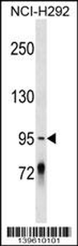 PCDHGC4 Antibody (N-term)