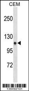 ITGA7 Antibody (N-term)